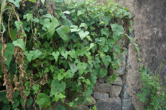 海南最美乡村 澄迈火山岩上的罗驿长寿村